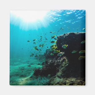 Sunshine and Tropical Fish Magnet