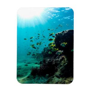 Sunshine and Tropical Fish Magnet