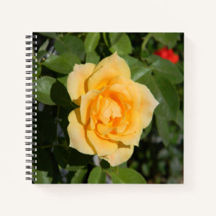 Sunshine Delight... Notebook