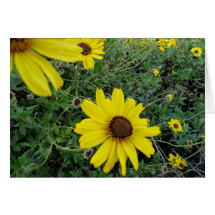 Sunshine Flowers