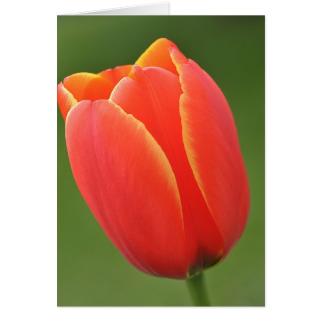 Sunshine in a Tulip (Front)