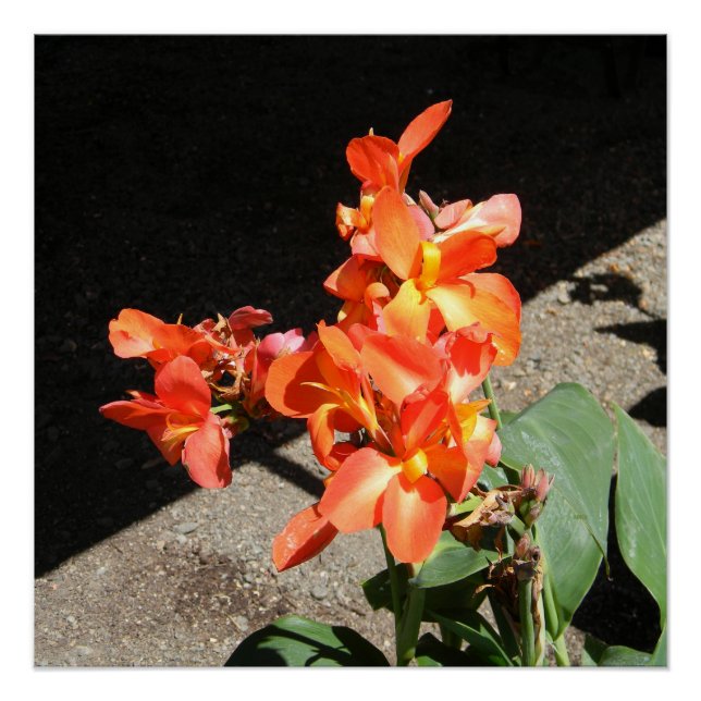 Sunshine Love... Poster (Front)