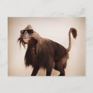 sunshine monkey postcard