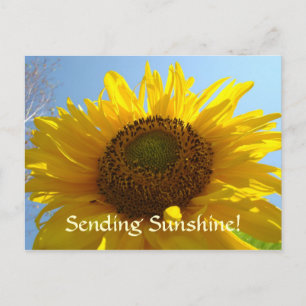 SUNSHINE Post Card Sun Flower Postcards Holidays