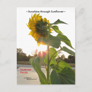 Sunshine Sunflower Florida Spiegeland Postcard