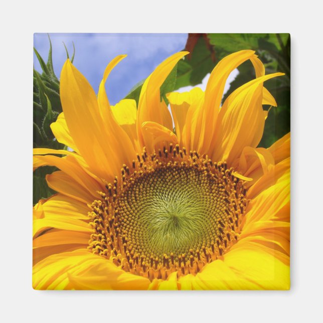 SUNSHINE SUNFLOWER  ~ Magnet (Front)