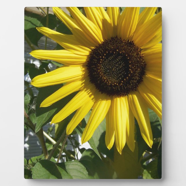 Sunshine Sunflower Plaque (Front)