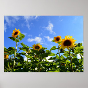 Sunshine & Sunflowers Poster