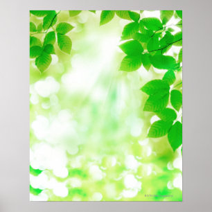 Sunshine through leaves, close-up poster