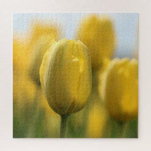 Sunshine tulips jigsaw puzzle