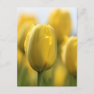 Sunshine tulips postcard