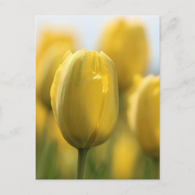 Sunshine tulips postcard (Front)
