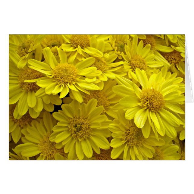 Sunshine Yellow Chrysanthemums (Front Horizontal)