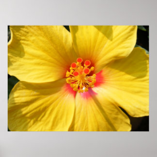 Sunshine Yellow Hibiscus Poster