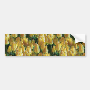 Sunshine Yellow Tulips Bumper Sticker
