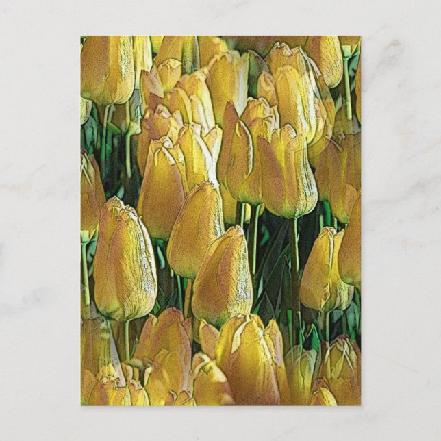 Sunshine Yellow Tulips Postcard (Front)