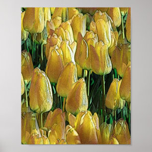 Sunshine Yellow Tulips Poster