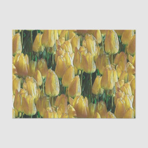 Sunshine Yellow Tulips Tissue Paper
