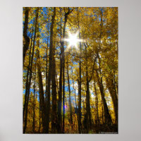 Sunstar