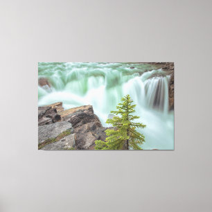 Sunwapta Falls  Canvas Print