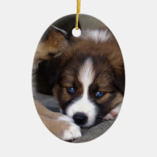 Super Cute Australian Shepherd Puppy Ceramic Tree Decoration