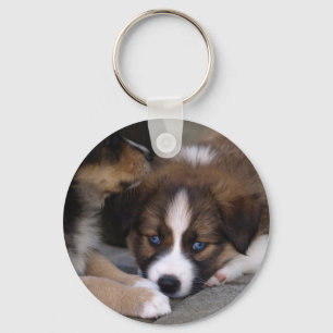 Super Cute Australian Shepherd Puppy Key Ring