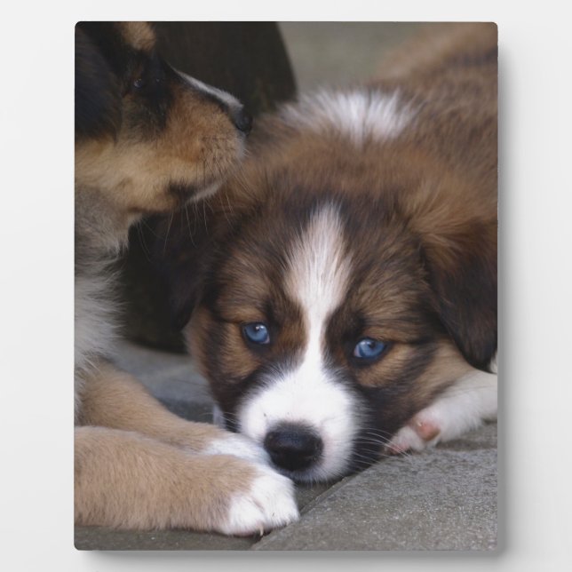 Super Cute Australian Shepherd Puppy Plaque (Front)