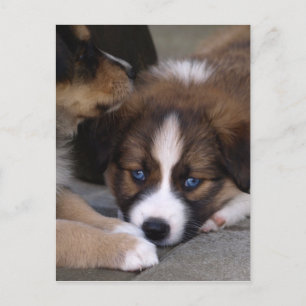 Super Cute Australian Shepherd Puppy Postcard