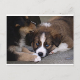 Super Cute Australian Shepherd Puppy Postcard