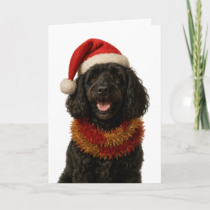 Super cute black Cockerpoo Christmas card