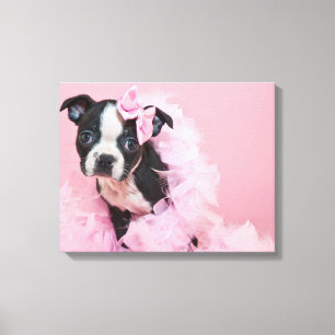Super Cute Boston Terrier Puppy Wearing A Boa Canvas Print