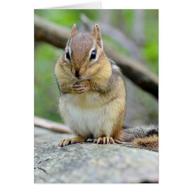 Super Cute Chipmunk Posing Sweetly (Front)