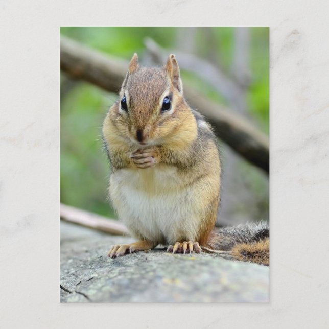 Super Cute Chipmunk Posing Sweetly Postcard (Front)