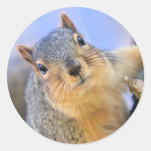 Super cute classic round sticker