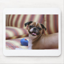 Super Cute dog with her favourite ball