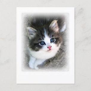 SUPER CUTE Kitten Portrait Photograph Postcard