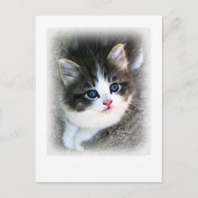 SUPER CUTE Kitten Portrait Photograph Postcard (Front)