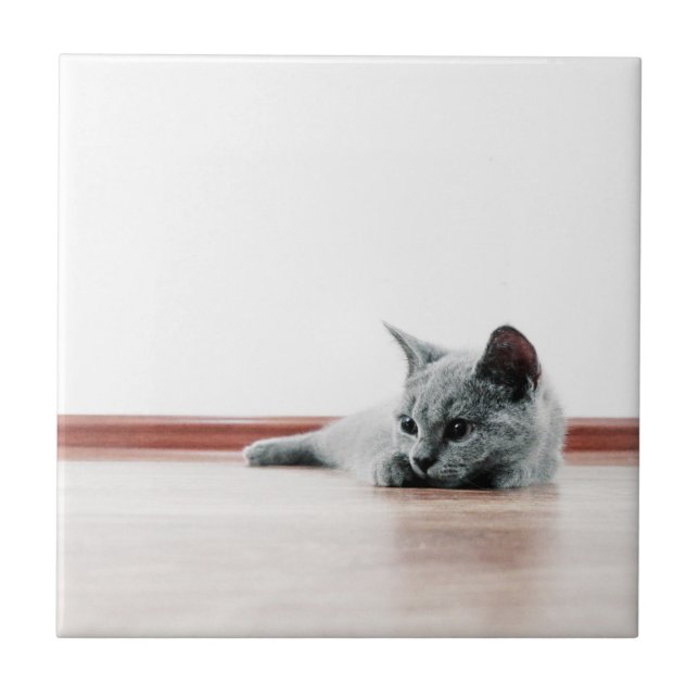 SUPER CUTE Kitten Portrait Photograph Tile (Front)