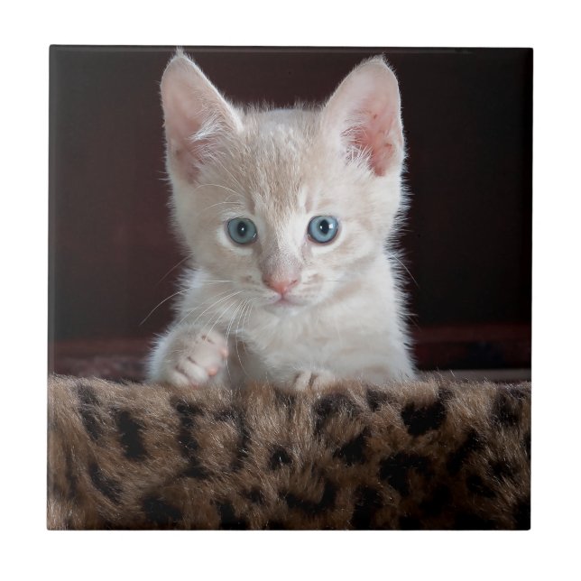 Super Cute Kitten with Beautiful Eyes Tile (Front)