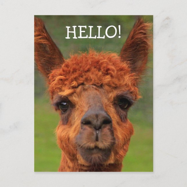 Super Cute Llama Hello Postcard (Front)