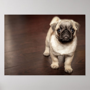 Super Cute Pug Poster
