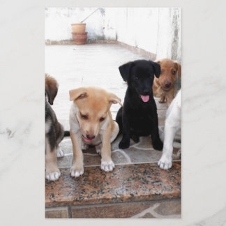 Super Cute Puppies Photo