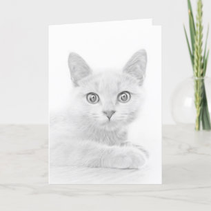 Super Cute Scottish Fold Kitten Cat Holiday Card