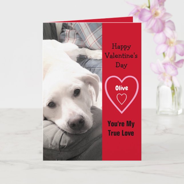 Super Cute Valentine's Day White Puppy Dog Red Card (Orchid)