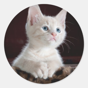 Super Cute White Kitten Classic Round Sticker