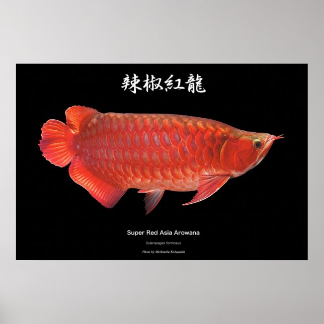 Super Red Alowana Poster (Front)