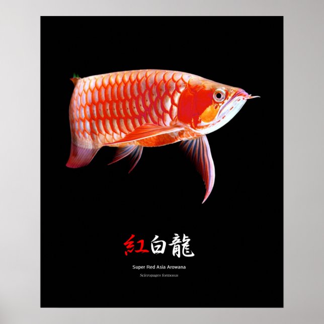 Super Red Arowanaのポスター,No.01 Poster (Front)