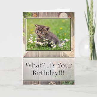 Super Suprised Happy Birthday Kitten Photo Card