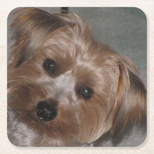 Super Sweet Yorkie Coaster Set (Front)