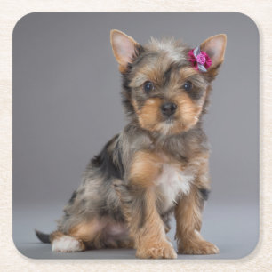 Super Sweet Yorkshire Terrier (Yorkie) Puppy Square Paper Coaster